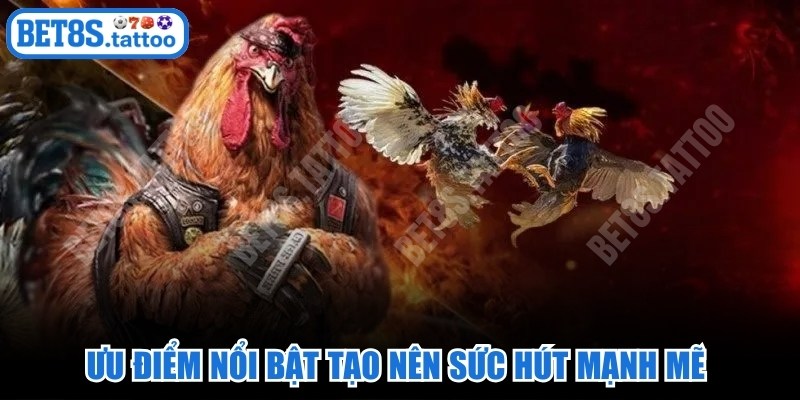 Ưu điểm nổi bật tạo nên sức hút mạnh mẽ cho sảnh đá gà 