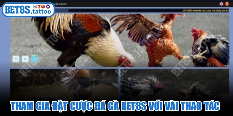 Tham gia đặt cược đá gà BET8s với vài thao tác đơn giản, nhanh chóng